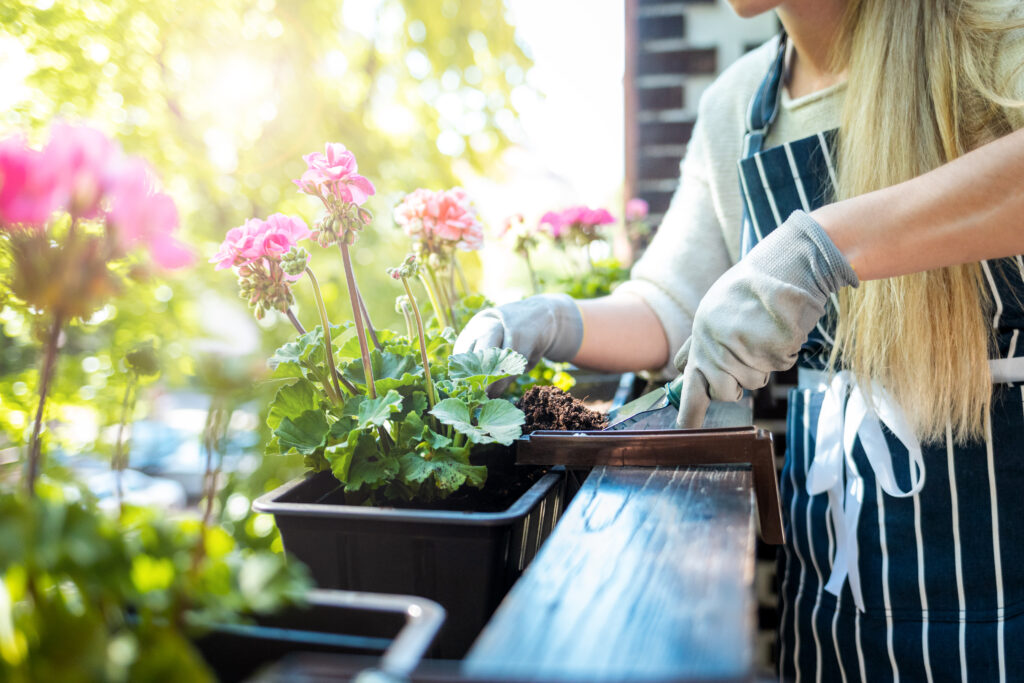 Putting soil into the pot, balcony gardening at spring